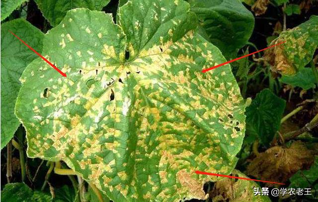 黄瓜起斑屡治不绝，角斑病还是霜霉病？简单区分法+2个防治方案