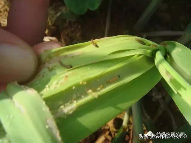 危害甘蔗三大螟虫怎么区别？14