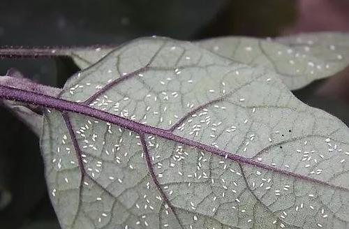 茄子虫害有哪些？打什么药防治好？茄子虫害防治一文全搞定6