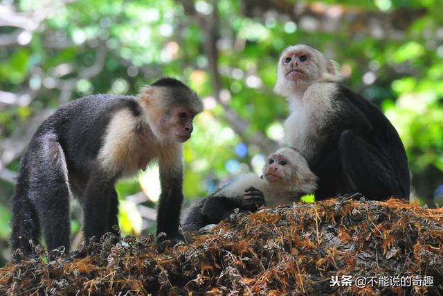 玛鲁哈