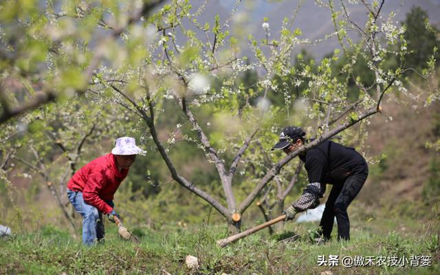 果树全年有三次施肥黄金期，施肥的时间、种类、方法和原则告诉你7