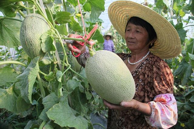 哈密瓜种植 哈密瓜种植（哈密瓜种植方法） 生活