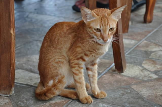 猫咪多长时间驱虫一次，不出门的猫多久驱虫一次好