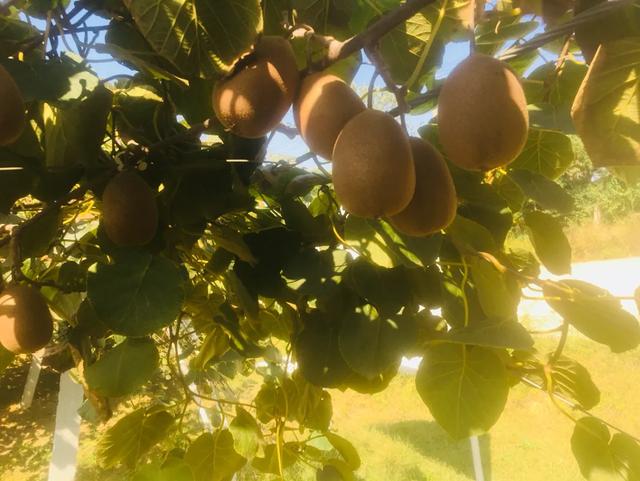 猕猴桃不能同什么食物一起吃？猕猴桃不能和七种食物一起吃，不看看这篇文章，太亏