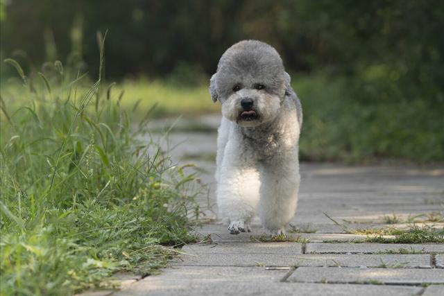 蝴蝶犬能长多大