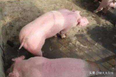 贝尼尔身体乳