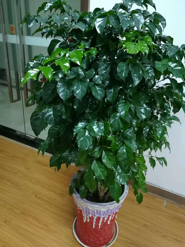 室内观叶植物