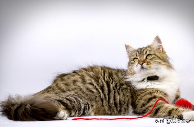 不同种类的猫 性格特征是不相同的 宠物猫的种类有哪些 酷生活网