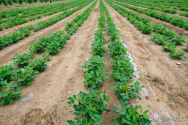 花生地里胖胖的“地老虎”特别讨厌，用什么方法能彻底解决？5