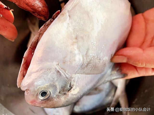 鲳鱼要不要刮鱼鳞
