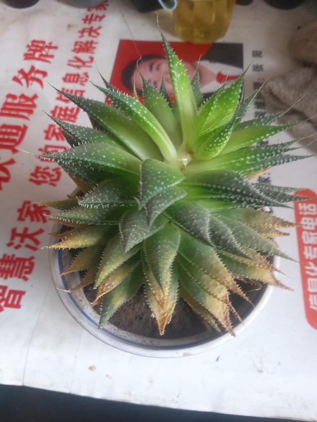 2个宝贝一院肉，二胎妈妈“养肉记”，女儿比我更爱它