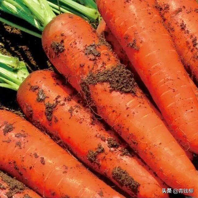 胡萝卜高产栽培及病虫害防治技术