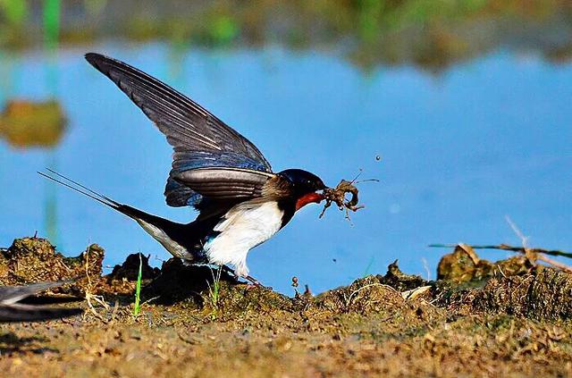 燕子的生活习性(燕子的特点和生活特征)