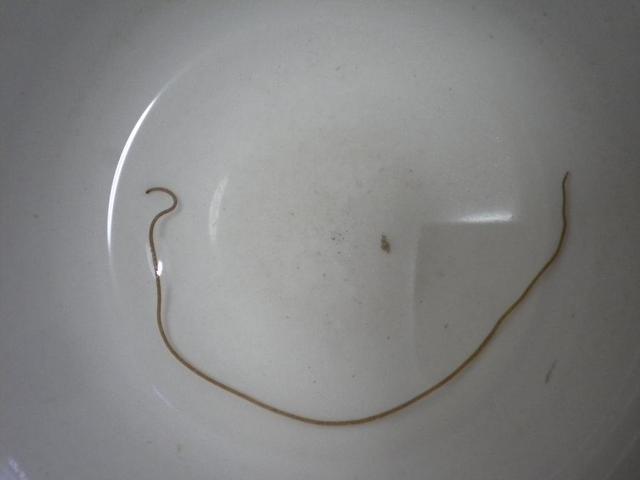 子梅鱼有鱼鳞吗