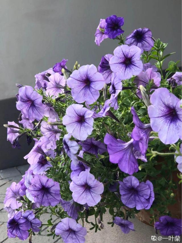 金鸡菊 金鸡菊（金鸡菊花期） 生活