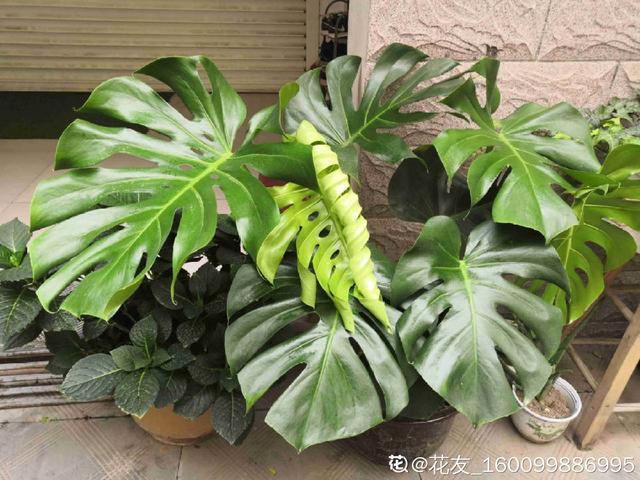 净化室内空气 净化室内空气  净化室内空气效果最好的植物是 生活