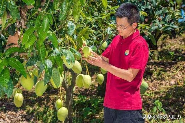 芒果黑心病症状有哪些？芒果黑心病防治方法！老农教你技术2