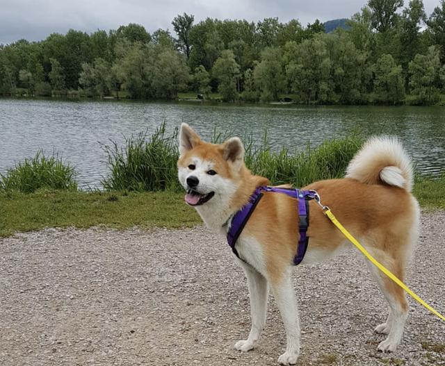 白金汉宫边境牧羊犬