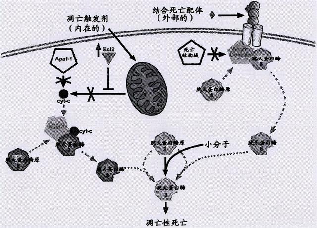 螺螨酯：杀螨界的扛把子，找到伴侣，实现虫卵双杀，真正走向巅峰7