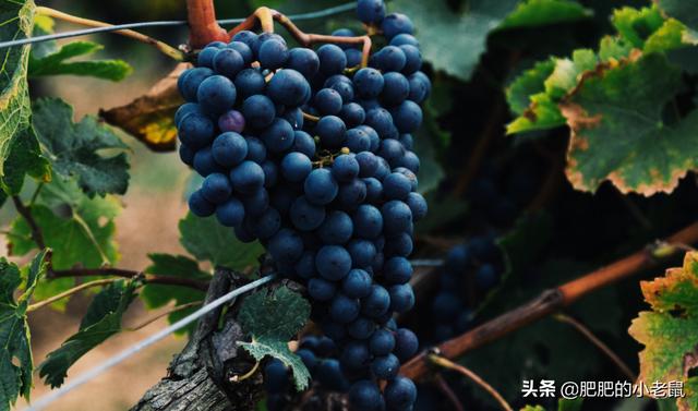 3种对身体非常好且营养护肤的食物，去油腻减肥助消化