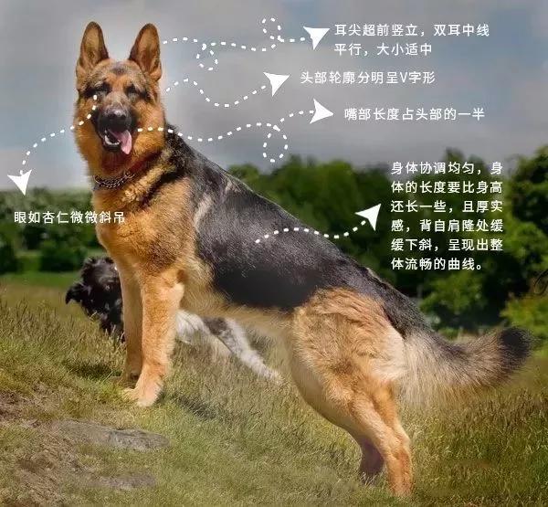 猛犬吧