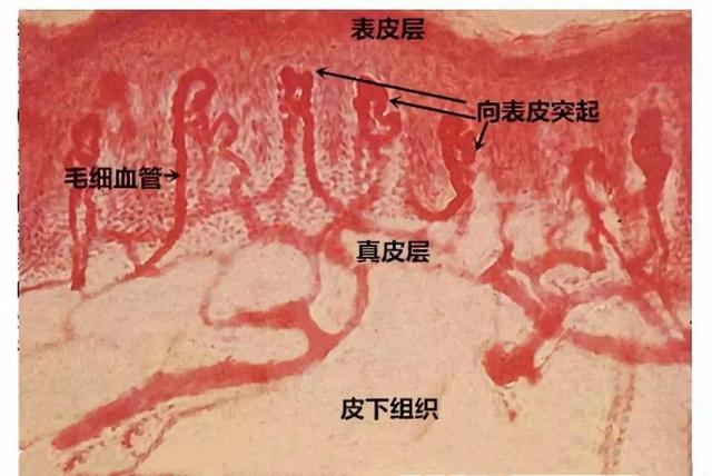 血厚怎么办