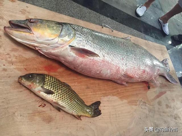 黄金猛鱼