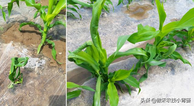 玉米拧芯卷叶、不抽叶不展叶，不能全赖蓟马虫害，常见原因有6种