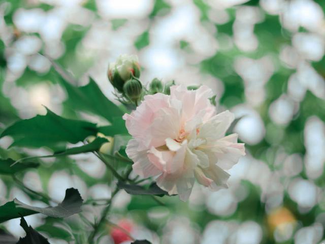 澳门的市花是什么