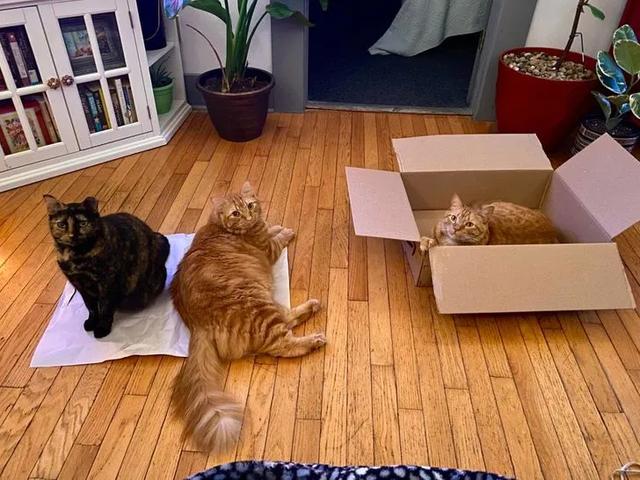 猫图片大全可爱 猫图片大全可爱
