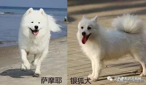 银狐犬和萨摩的区别