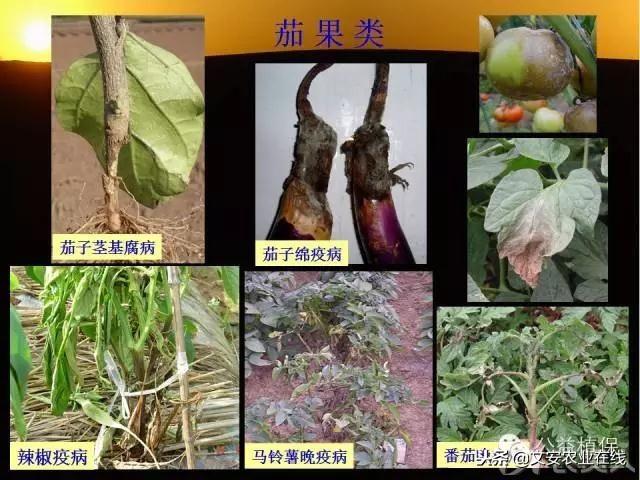 史上最全蔬菜病虫害图谱大全！再也不用请教专家了！20