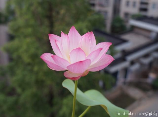 花草疯长要施肥，氮磷钾肥兑一点，花喝了砰砰直开花！8