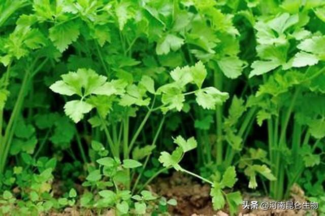 大棚蔬菜香菜烂根用什么药好？重茬根腐怎么治？叶子发黄是什么病4