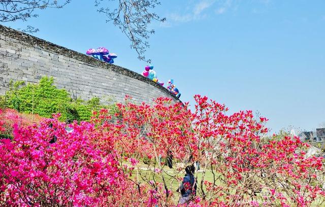 杜鹃花语