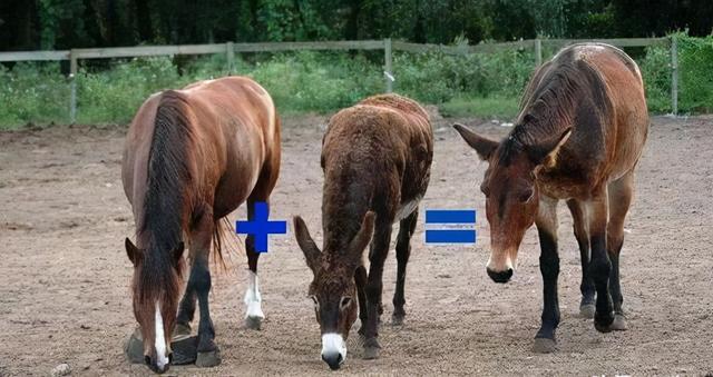 为何骡子无法繁育后代 原来是 马和驴 惹的祸 可把骡子害惨了 今日热点