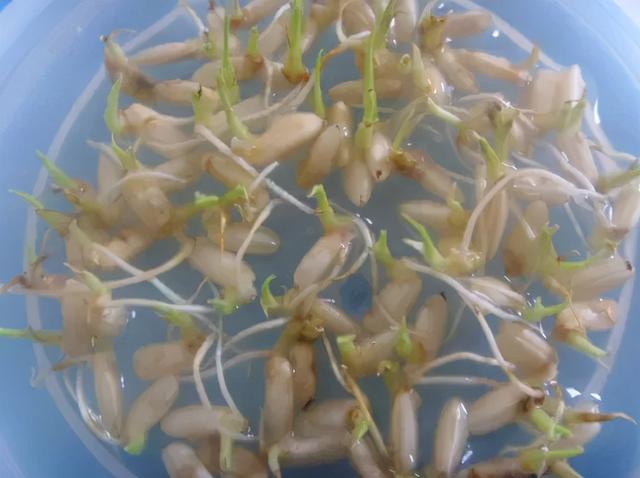 听说吃大米白面容易囤积脂肪，难道“五谷为养”错了吗？