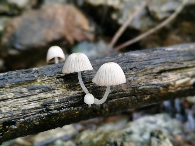 经济学家郎咸平：保险和传销没什么区别