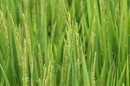 水稻后期管理需要加把劲，4项关键措施要做到位，才能确保高产3