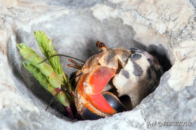 寄居蟹怎么养