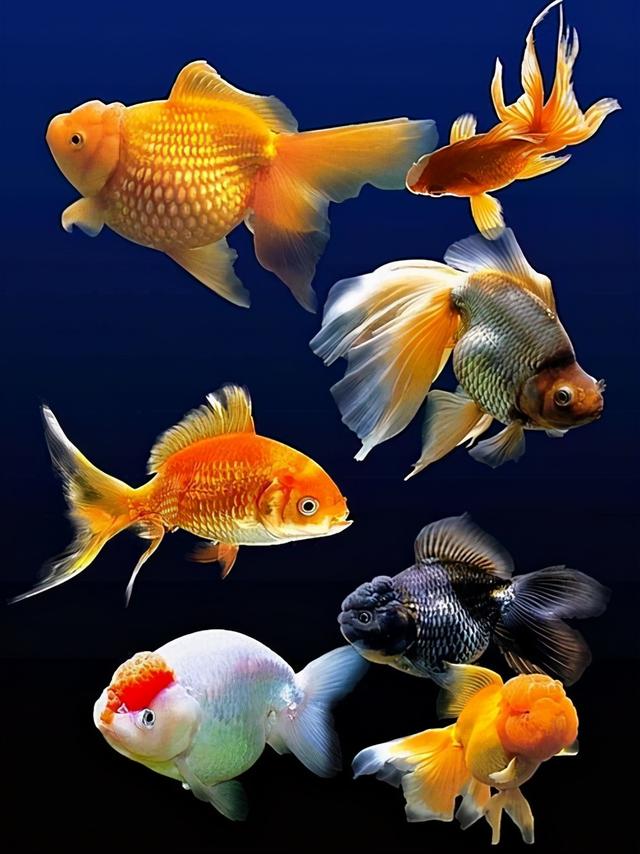 十大最萌的鱼 金鱼图片