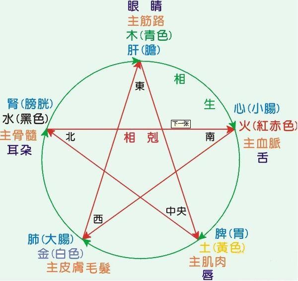 五脏六腑是什么