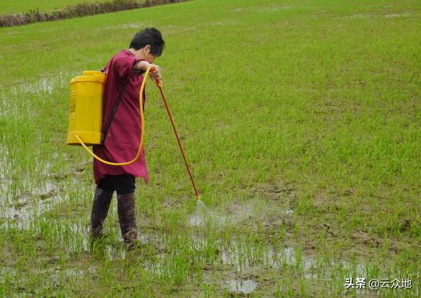 早稻直播如何保全苗、防倒伏？掌握7个技术要点，实现稳产高产4