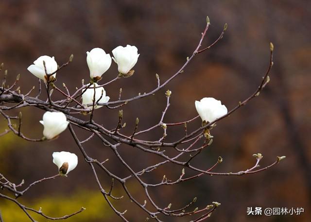 玉兰花什么时候开 玉兰花什么时候开（玉兰花一年开几次花） 生活