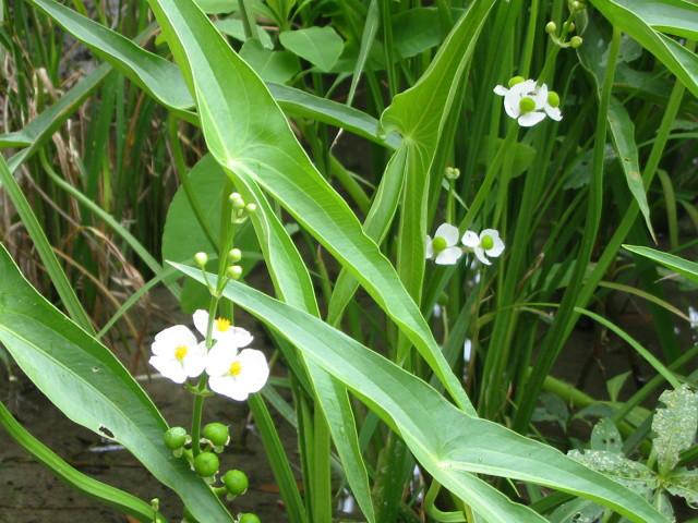 水培花卉