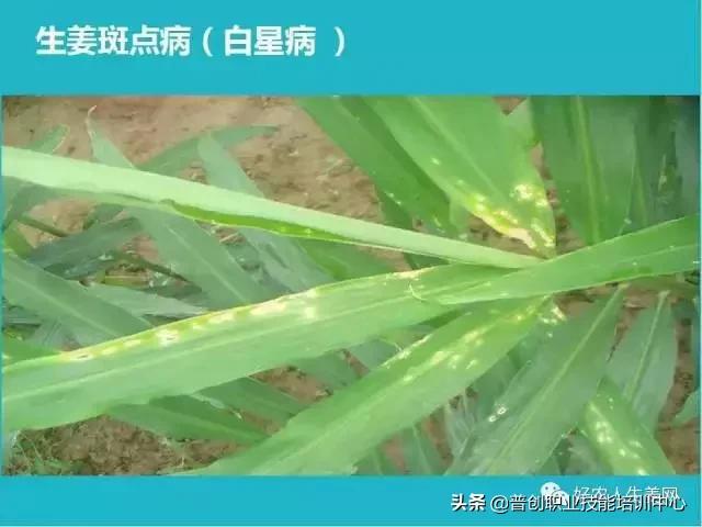 「生姜植保」生姜病虫害图谱以及防止办法（姜农必看！）3