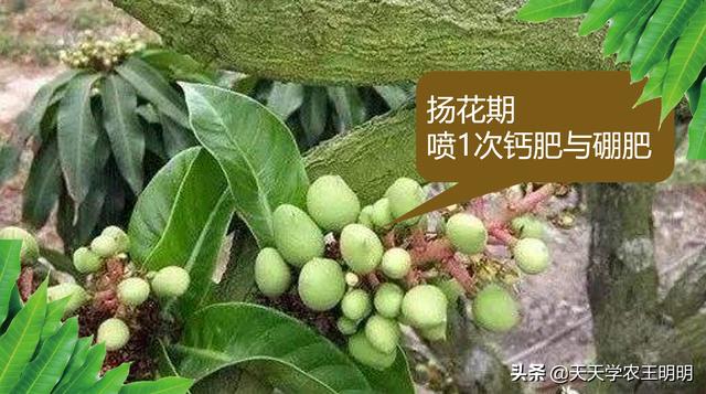 芒果的常见病害？角斑、炭疽、露水斑、红点、黑心病！尽早防治23