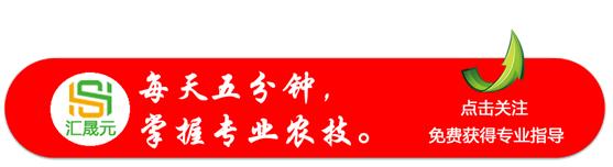 「棉花栽培」还记得棉花花里的蓟马吗，难打？这些方法你试了么