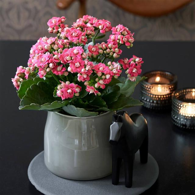 促睡眠利于健康,关键还好养,好闻 什么花适合放在卧室