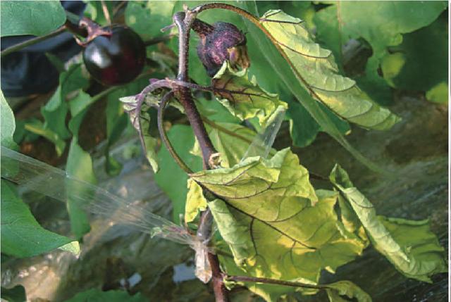 噁霉灵是蔬菜种植户常用的杀菌剂，那么它的使用方法有哪些？